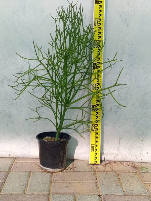Buy Euphorbia larica in UAE – Native Drought-Tolerant Shrub for Rock Gardens & Desert Landscaping