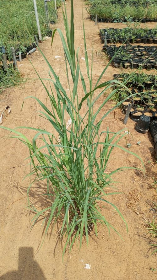 Buy Panicum antidotale in UAE – Hardy Perennial Grass for Fodder, Ground Cover & Erosion Control