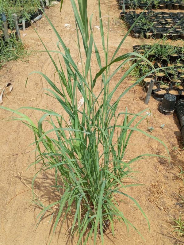 Buy Panicum antidotale in UAE – Hardy Perennial Grass for Fodder, Ground Cover & Erosion Control