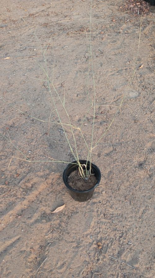 Buy Panicum turgidum in UAE – Native Desert Grass for Sand Stabilization & Drought-Resistant Landscaping