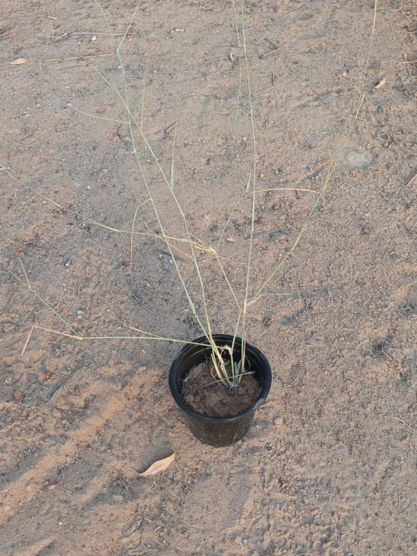 Buy Panicum turgidum in UAE – Native Desert Grass for Sand Stabilization & Drought-Resistant Landscaping