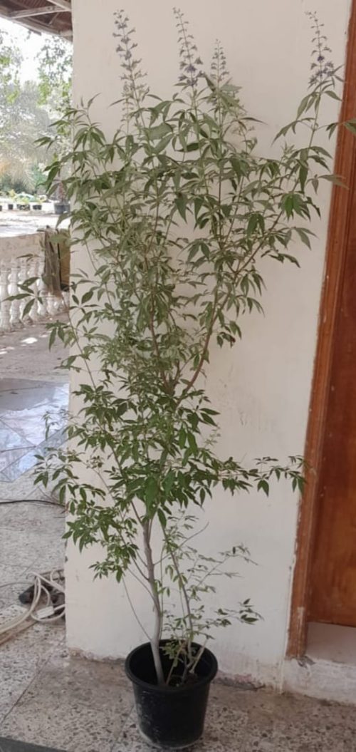 uy Vitex agnus-castus in UAE – Flowering Medicinal Shrub for Gardens & Landscapes
