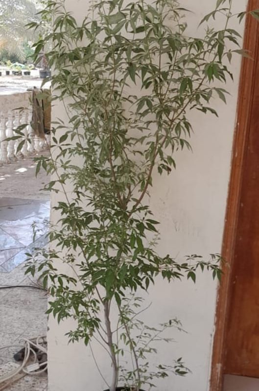 uy Vitex agnus-castus in UAE – Flowering Medicinal Shrub for Gardens & Landscapes