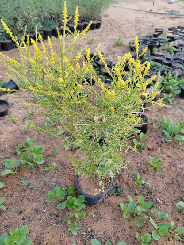 Buy Ochradenus baccatus in UAE – Native Desert Shrub for Drought-Tolerant Landscaping & Wildlife Gardens