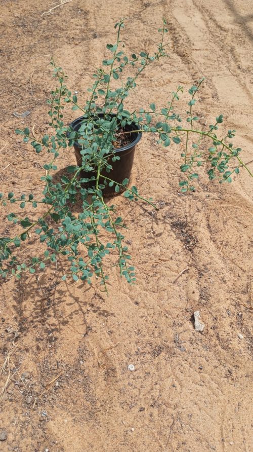 Buy Alhagi (Camel Thorn) Plant in UAE – Hardy Native Shrub for Dry Landscapes & Soil Improvement