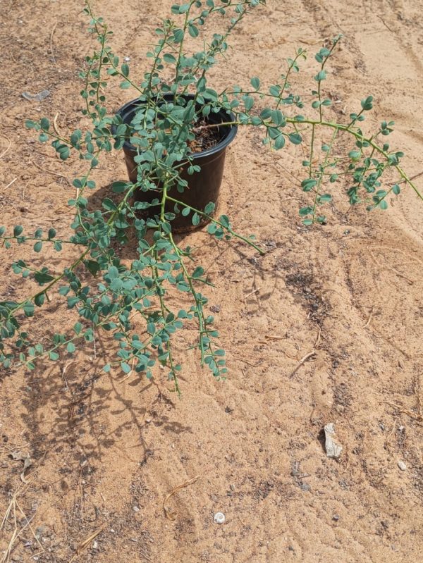 Buy Alhagi (Camel Thorn) Plant in UAE – Hardy Native Shrub for Dry Landscapes & Soil Improvement