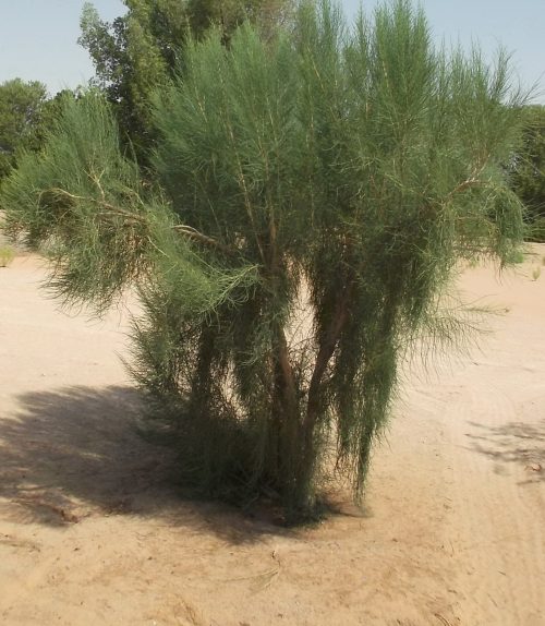 Buy Haloxylon persicum in UAE – Native Drought-Resistant Desert Tree - Image 3