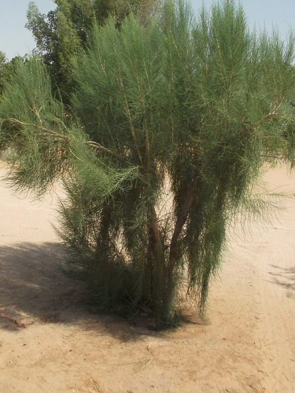 Buy Haloxylon persicum in UAE – Native Drought-Resistant Desert Tree