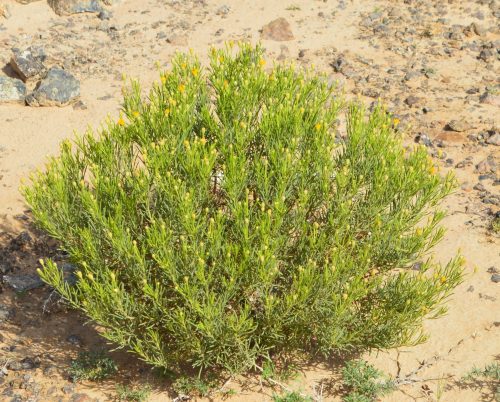 Buy Pulicaria glutinosa in UAE – Native Aromatic Medicinal Shrub - Image 5
