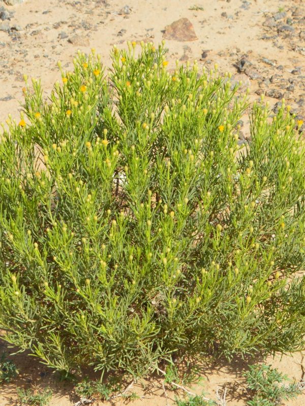 Buy Pulicaria glutinosa in UAE – Native Aromatic Medicinal Shrub
